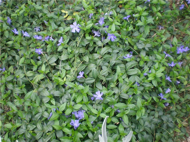 cviće